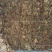 【鱼腥草】【产地直销】【家折耳根】【中药材】【量大从优】