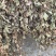 【鱼腥草】【产地直销】【家折耳根】【中药材】【量大从优】