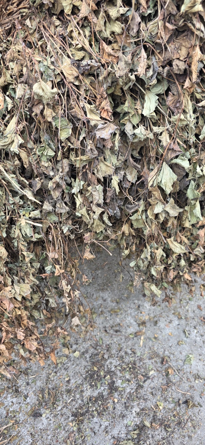 【鱼腥草】【产地直销】【家折耳根】【中药材】【量大从优】