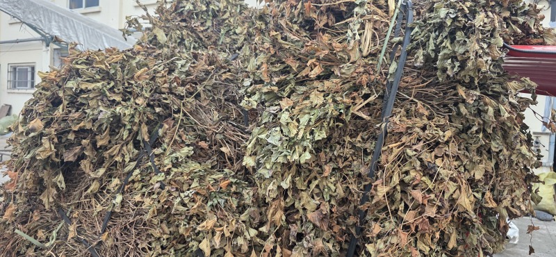 【鱼腥草】【产地直销】【家折耳根】【中药材】【量大从优】