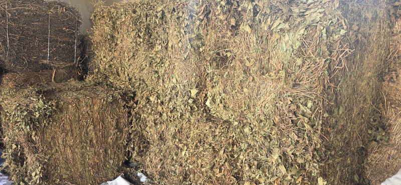 【鱼腥草】【产地直销】【家折耳根】【中药材】【量大从优】