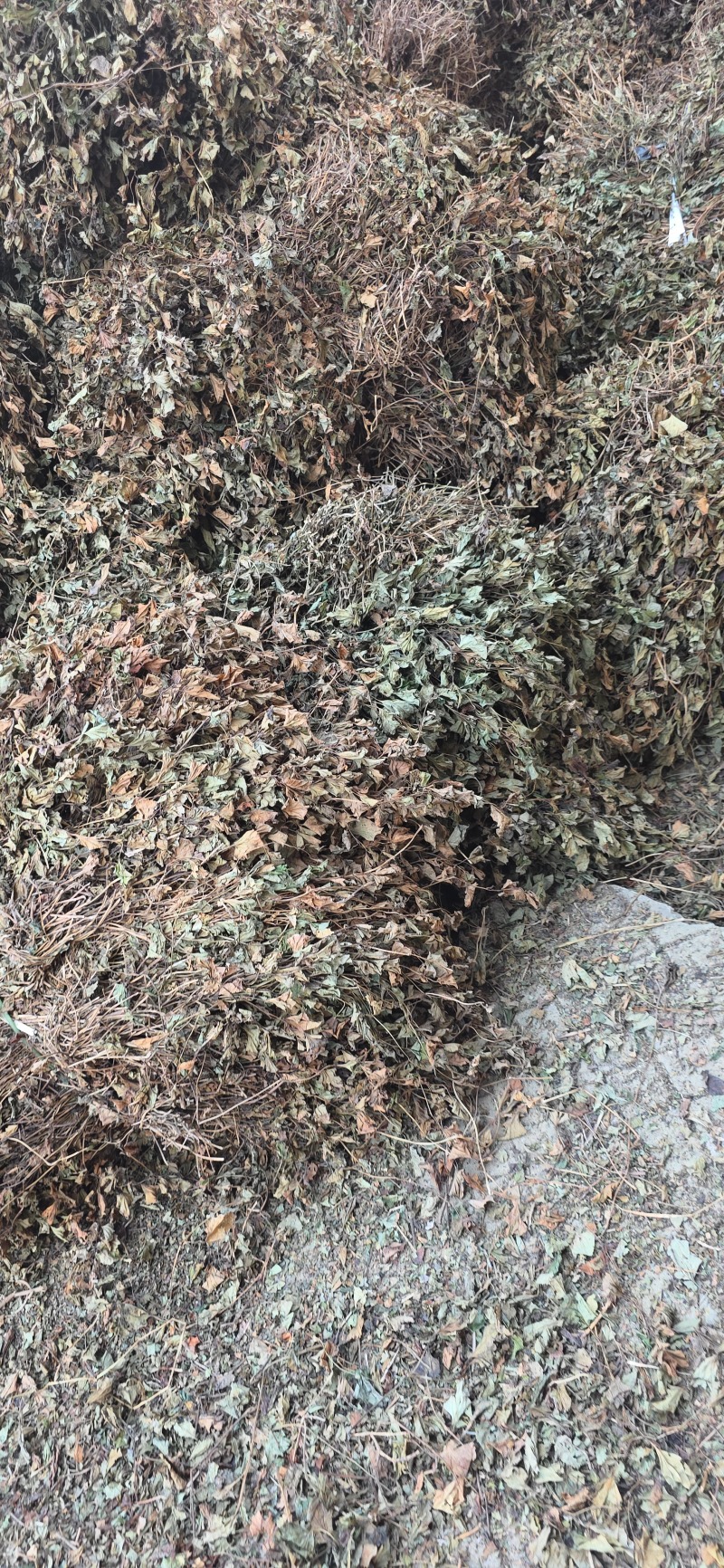 【鱼腥草】【产地直销】【家折耳根】【中药材】【量大从优】