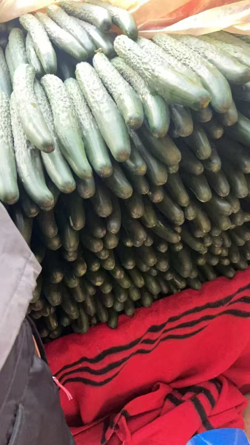 《广东黄瓜》密刺黄瓜/产地直发/现摘现发，大量有货/保质保量
