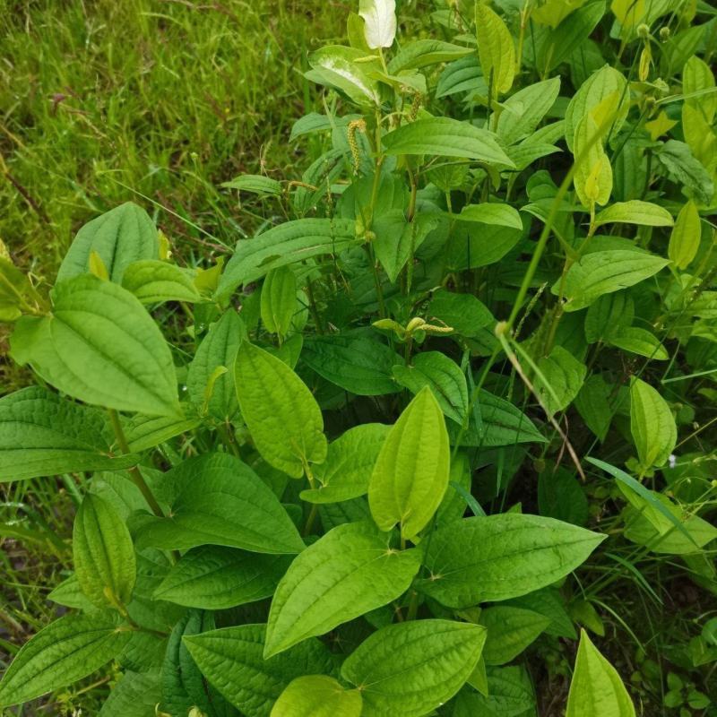 三白草种子天性草水木通五路白白水鸡中草药材一年生草本植物