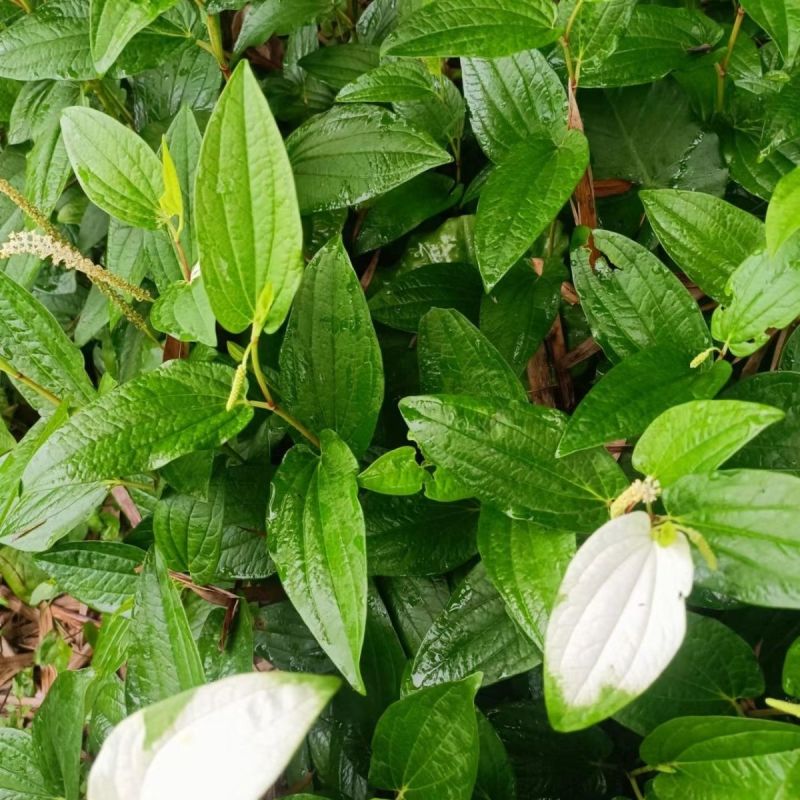 三白草种子天性草水木通五路白白水鸡中草药材一年生草本植物