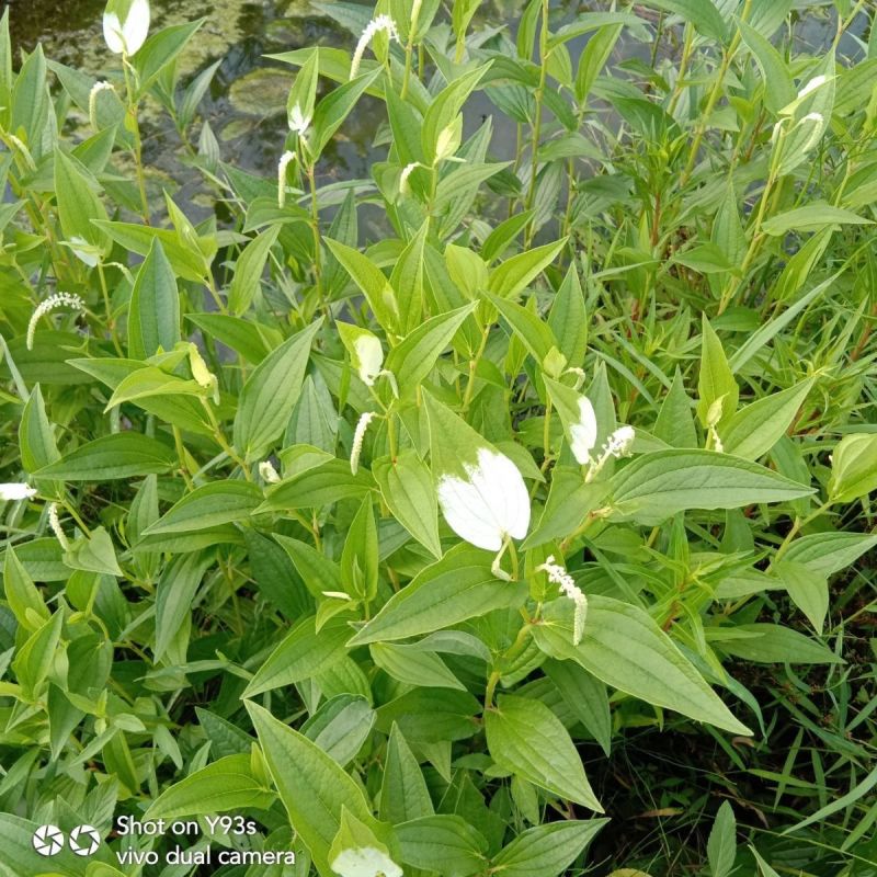 三白草种子天性草水木通五路白白水鸡中草药材一年生草本植物