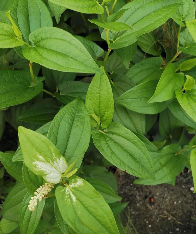 三白草种子天性草水木通五路白白水鸡中草药材一年生草本植物