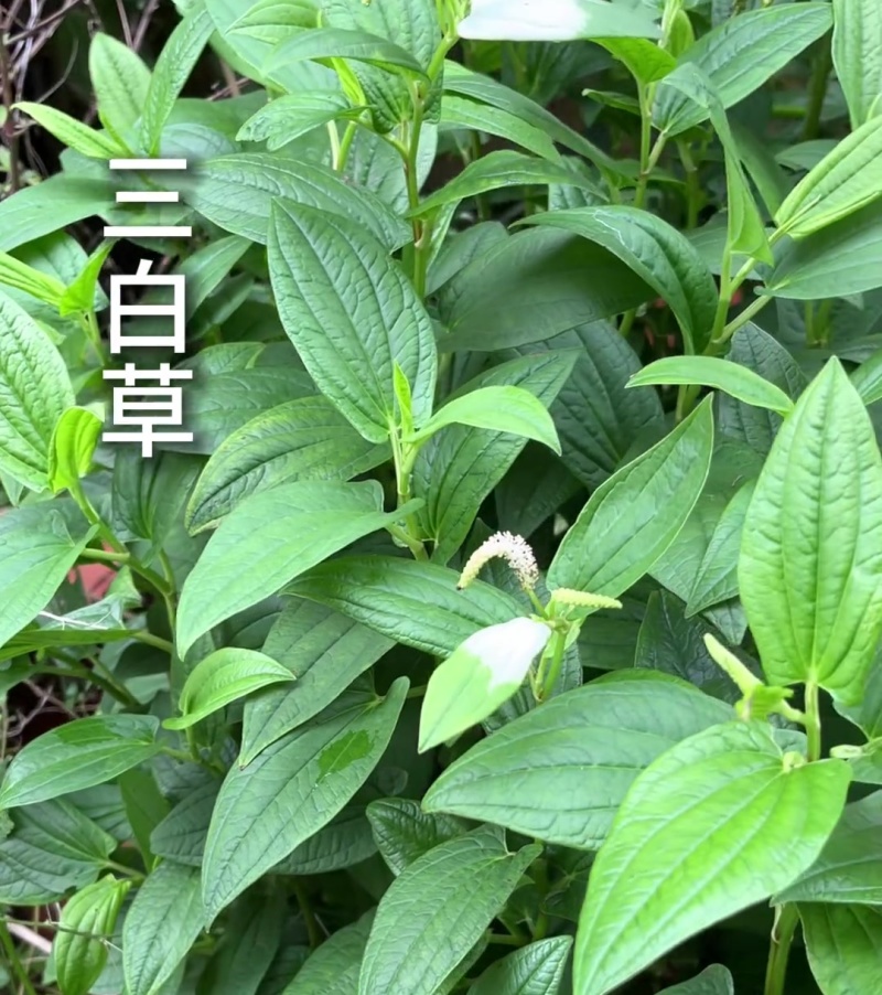 三白草种子天性草水木通五路白白水鸡中草药材一年生草本植物