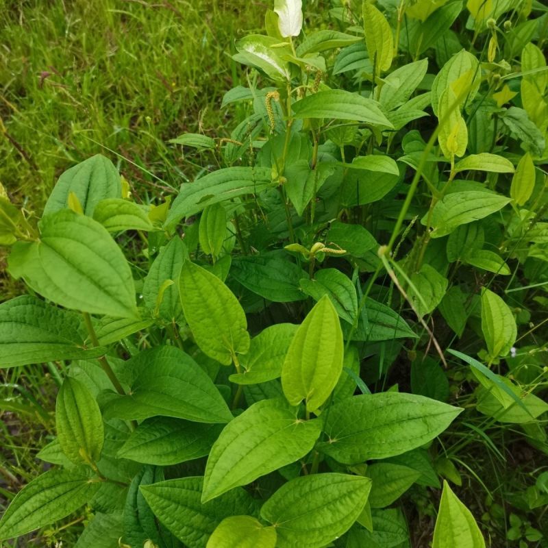 三白草种子天性草水木通五路白白水鸡中草药材一年生草本植物