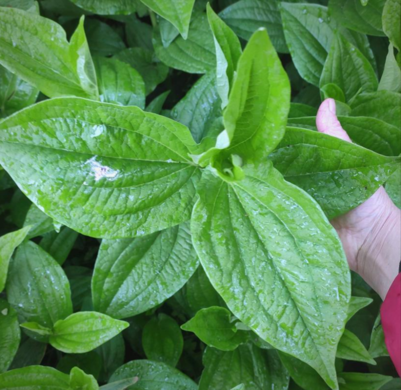 三白草种子天性草水木通五路白白水鸡中草药材一年生草本植物