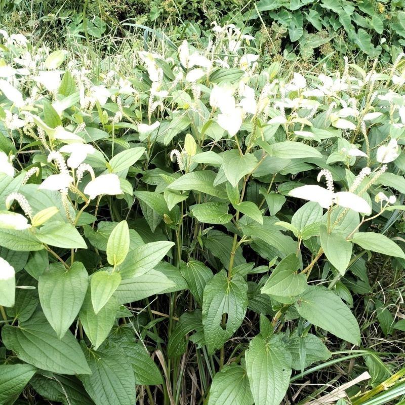 三白草种子天性草水木通五路白白水鸡中草药材一年生草本植物