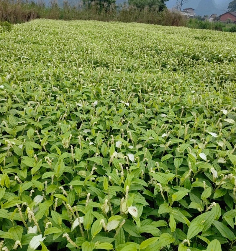 三白草种子天性草水木通五路白白水鸡中草药材一年生草本植物