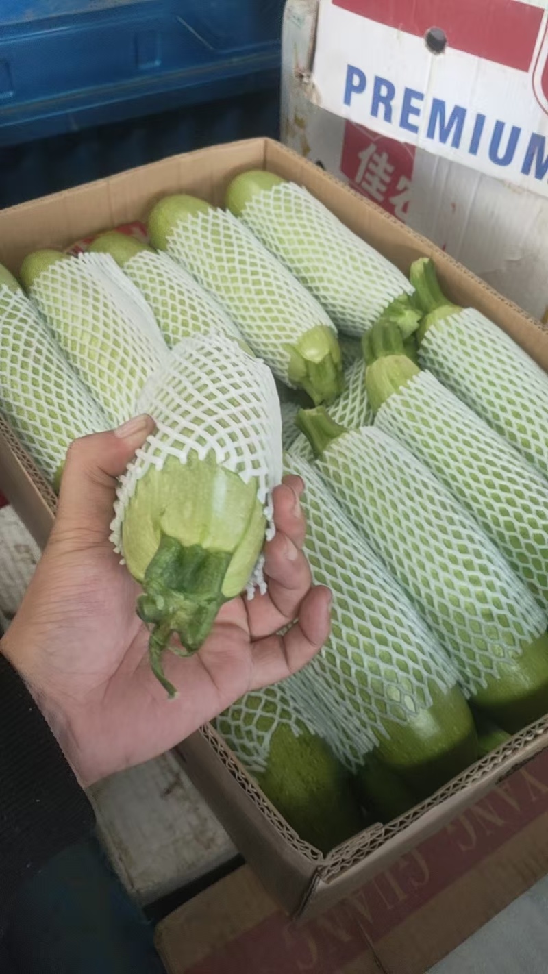 【实力商家】产地直发【保质保量】价格合理【诚信经营】西葫