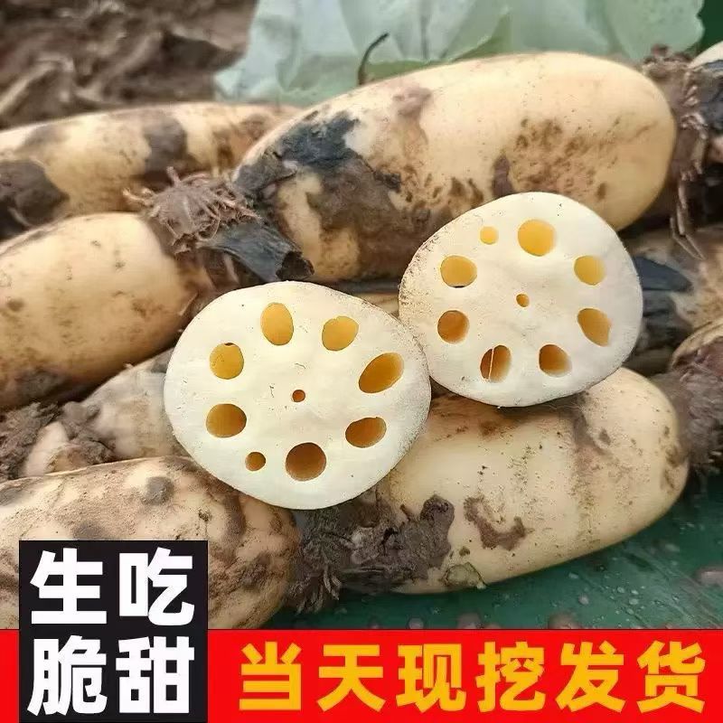 大量批发莲藕鲜货供应