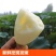 大量批发莲藕鲜货供应