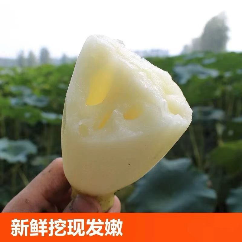 大量批发莲藕鲜货供应