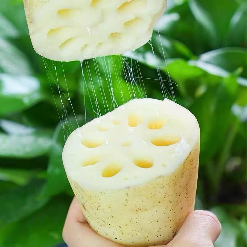 大量批发莲藕鲜货供应