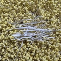 黄豆芽，绿豆芽