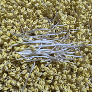 黄豆芽，绿豆芽