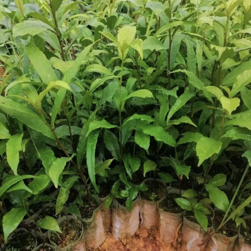 白花牛奶根种苗中药材苗长叶牛奶树新鲜羊乳子羊奶子台湾榕水