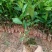 白花牛奶根种苗中药材苗长叶牛奶树新鲜羊乳子羊奶子台湾榕水