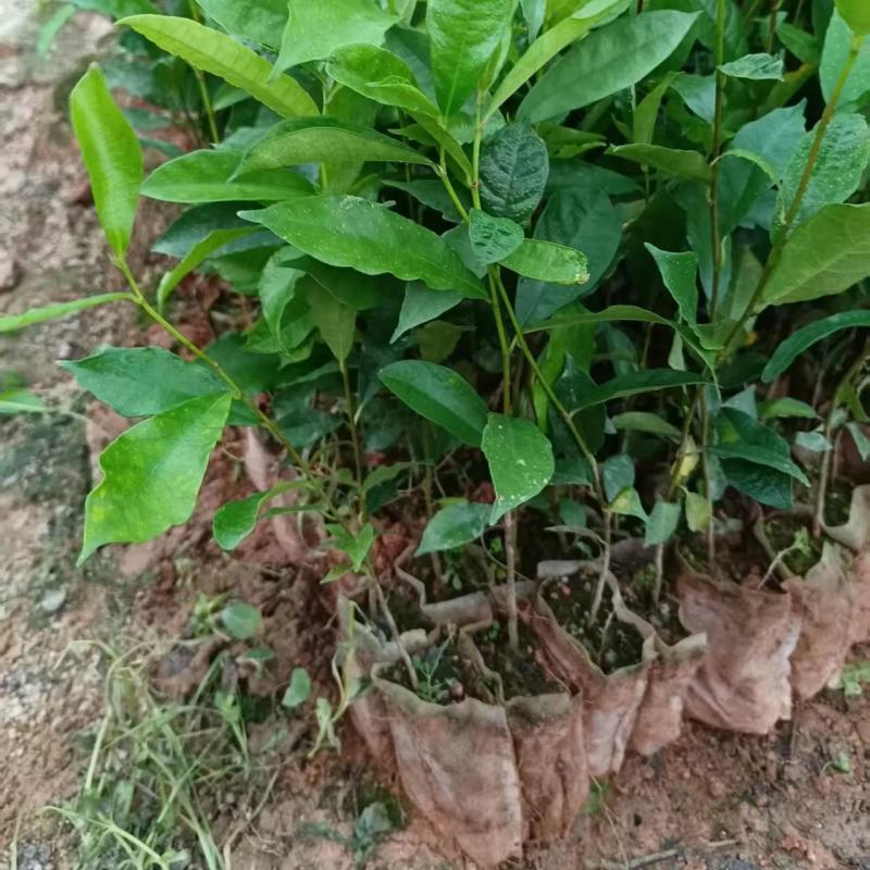 白花牛奶根种苗中药材苗长叶牛奶树新鲜羊乳子羊奶子台湾榕水