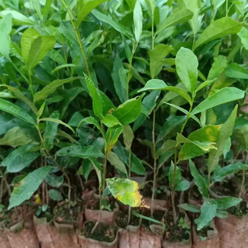 白花牛奶根种苗中药材苗长叶牛奶树新鲜羊乳子羊奶子台湾榕水