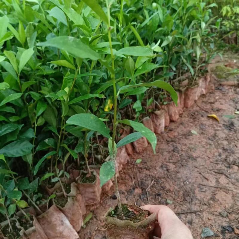 白花牛奶根种苗中药材苗长叶牛奶树新鲜羊乳子羊奶子台湾榕水