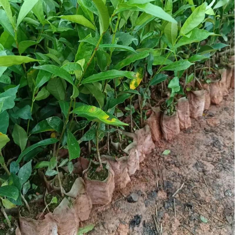 白花牛奶根种苗中药材苗长叶牛奶树新鲜羊乳子羊奶子台湾榕水