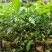 白花牛奶根种苗中药材苗长叶牛奶树新鲜羊乳子羊奶子台湾榕水