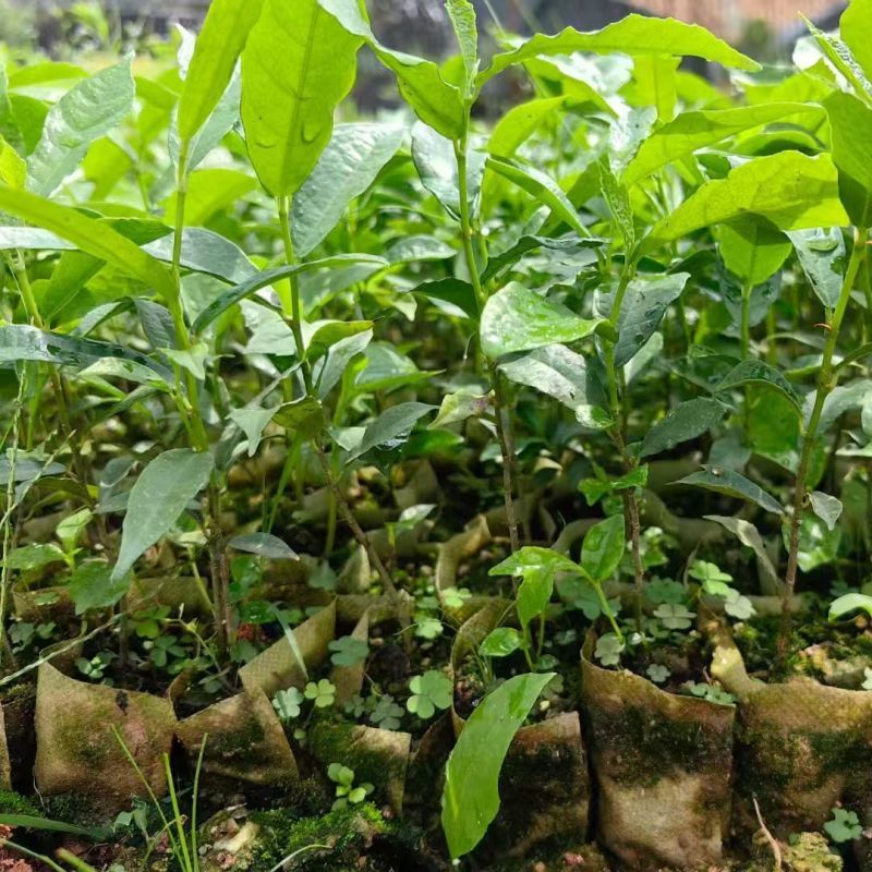白花牛奶根种苗中药材苗长叶牛奶树新鲜羊乳子羊奶子台湾榕水