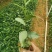 白花牛奶根种苗中药材苗长叶牛奶树新鲜羊乳子羊奶子台湾榕水