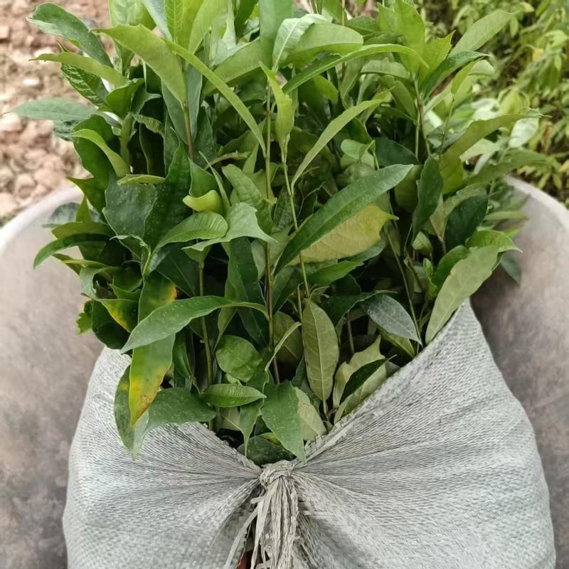 白花牛奶根种苗中药材苗长叶牛奶树新鲜羊乳子羊奶子台湾榕水