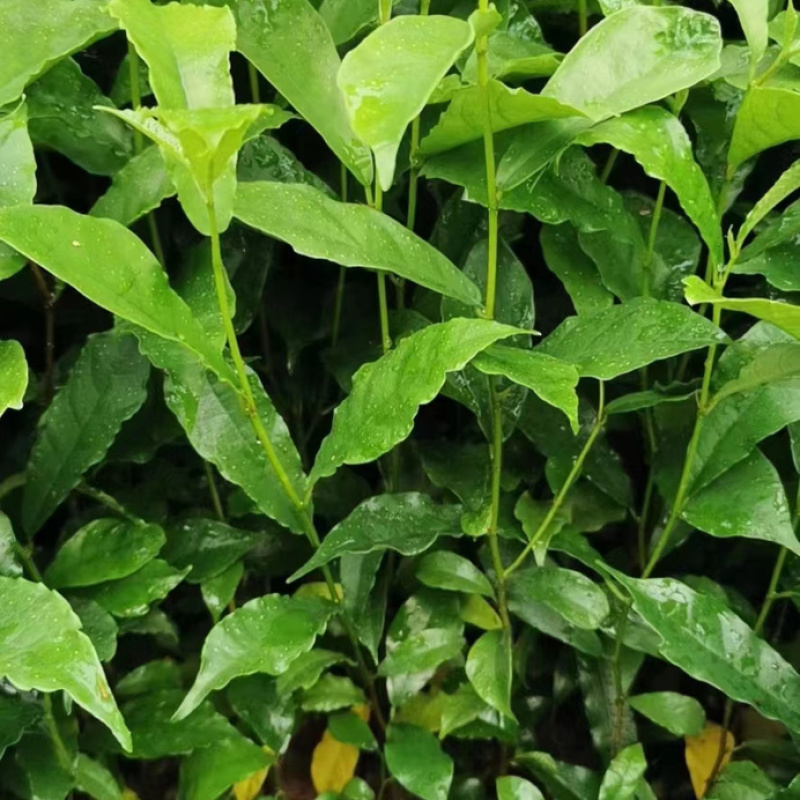 白花牛奶根种苗中药材苗长叶牛奶树新鲜羊乳子羊奶子台湾榕水