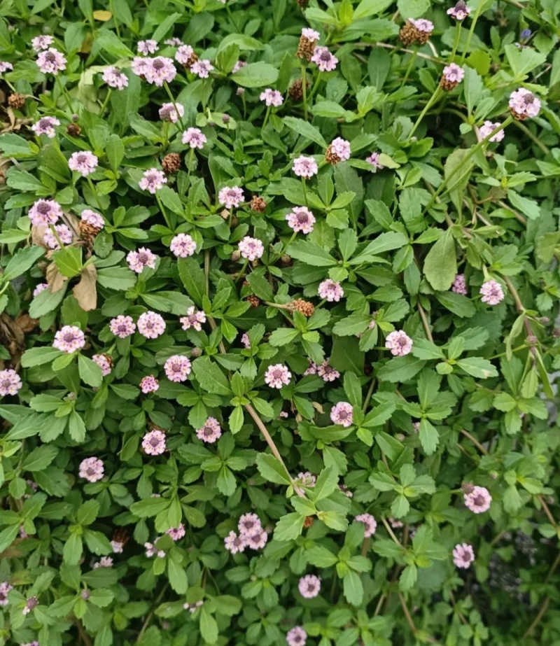 姬岩垂草种子熊猫堇匍匐地被植物耐踩踏耐寒佛甲草庭院绿化