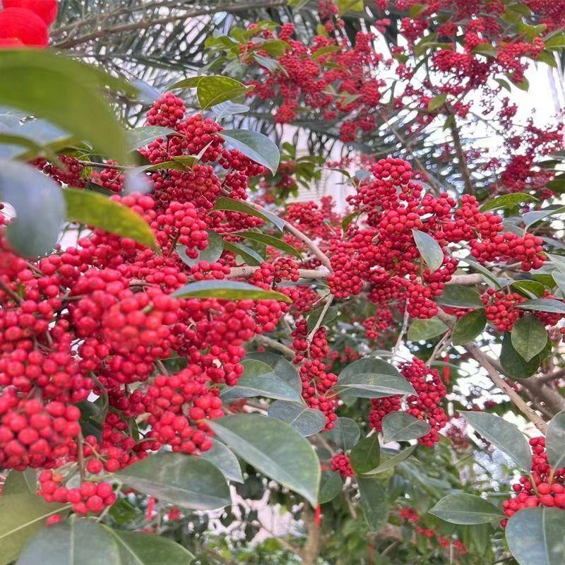 龙胆木种子铁冬青枝救必应熊胆木白沉香白银香多年生草本植物