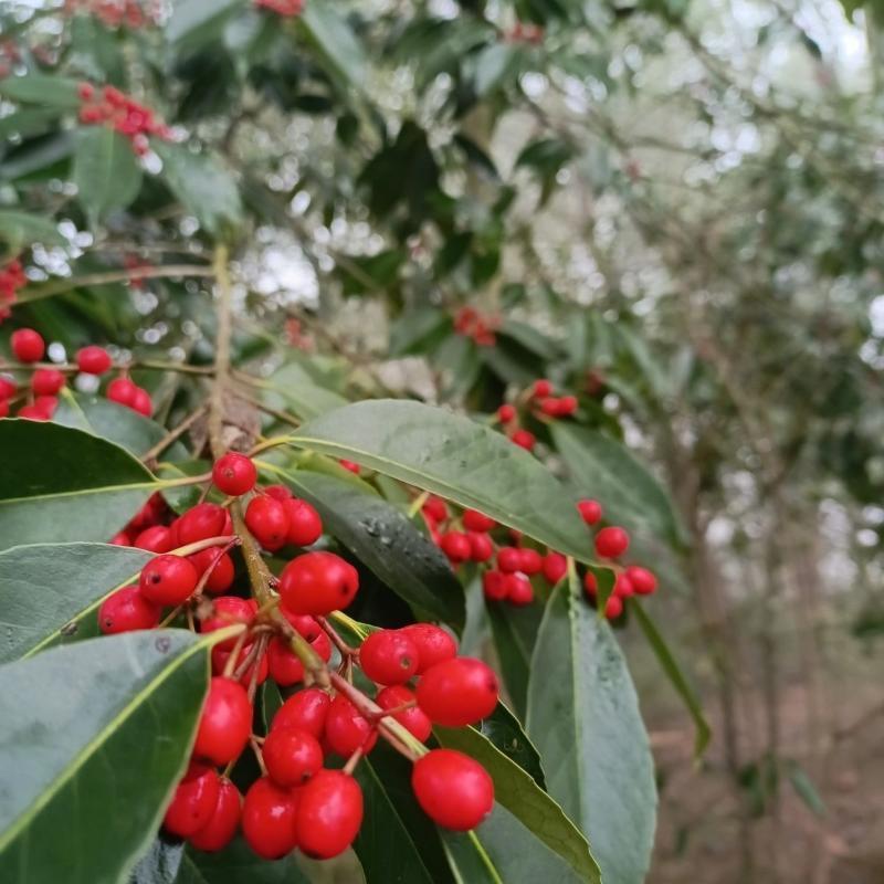 龙胆木种子铁冬青枝救必应熊胆木白沉香白银香多年生草本植物