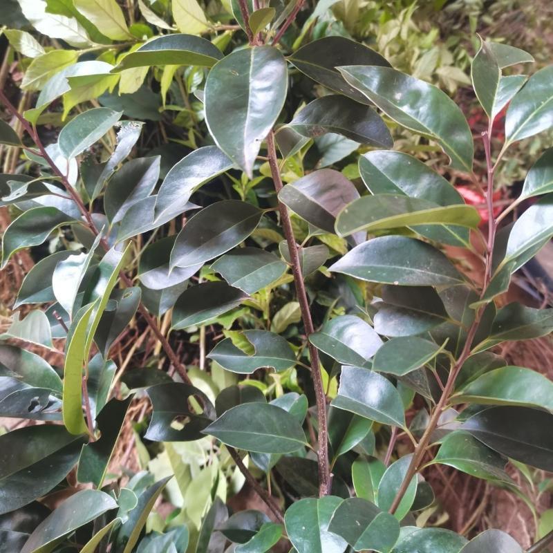 龙胆木种子铁冬青枝救必应熊胆木白沉香白银香多年生草本植物