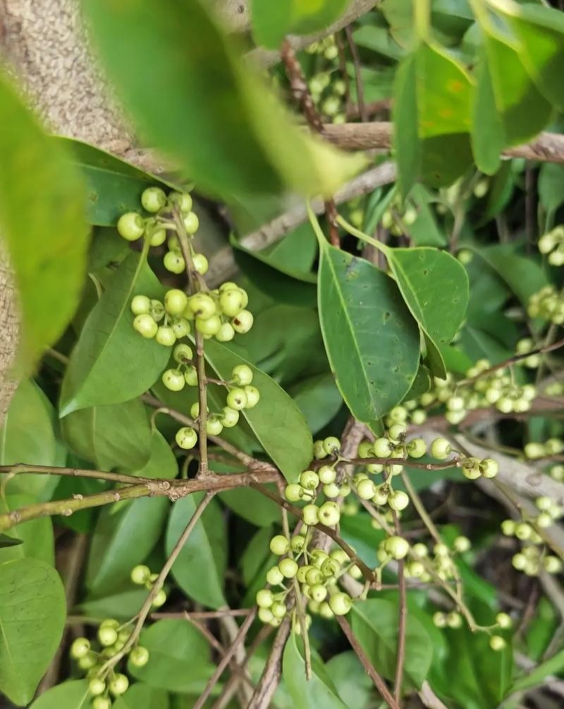 龙胆木种子铁冬青枝救必应熊胆木白沉香白银香多年生草本植物