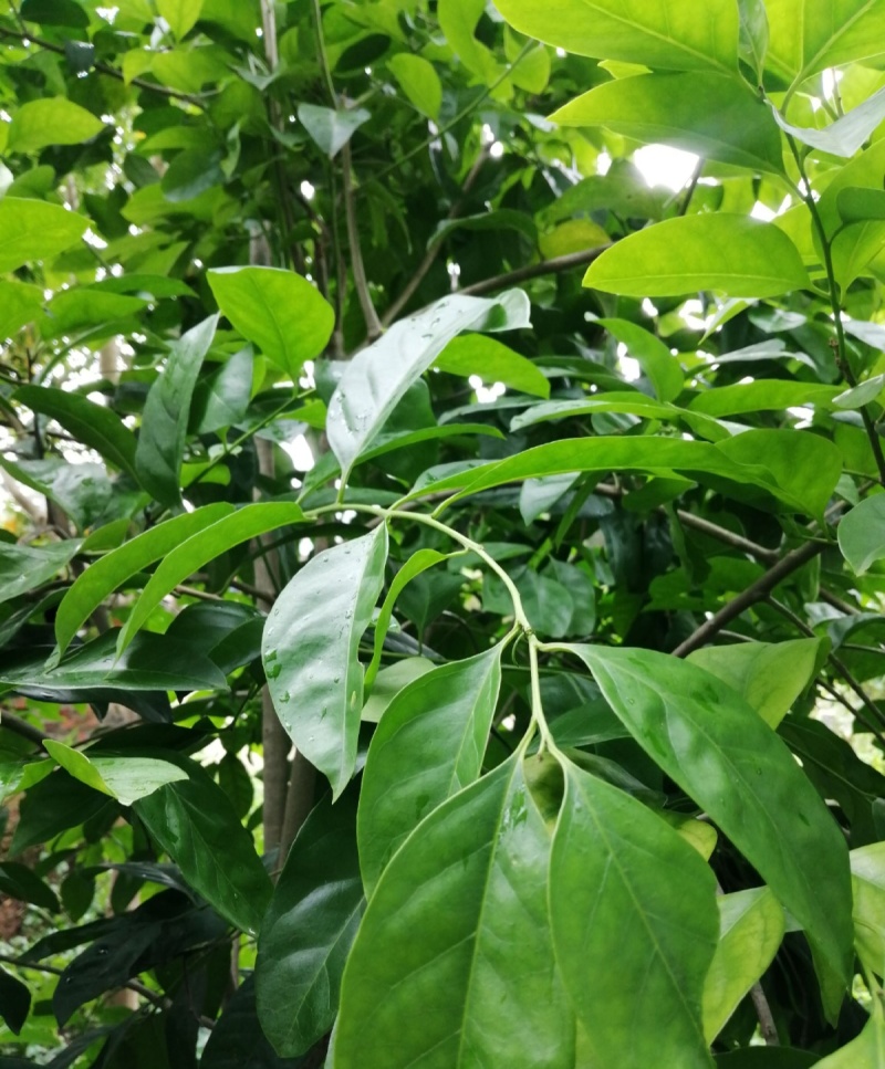龙胆木种子铁冬青枝救必应熊胆木白沉香白银香多年生草本植物