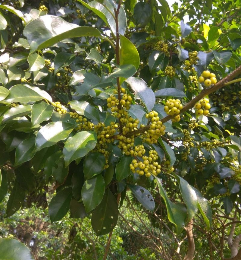 龙胆木种子铁冬青枝救必应熊胆木白沉香白银香多年生草本植物