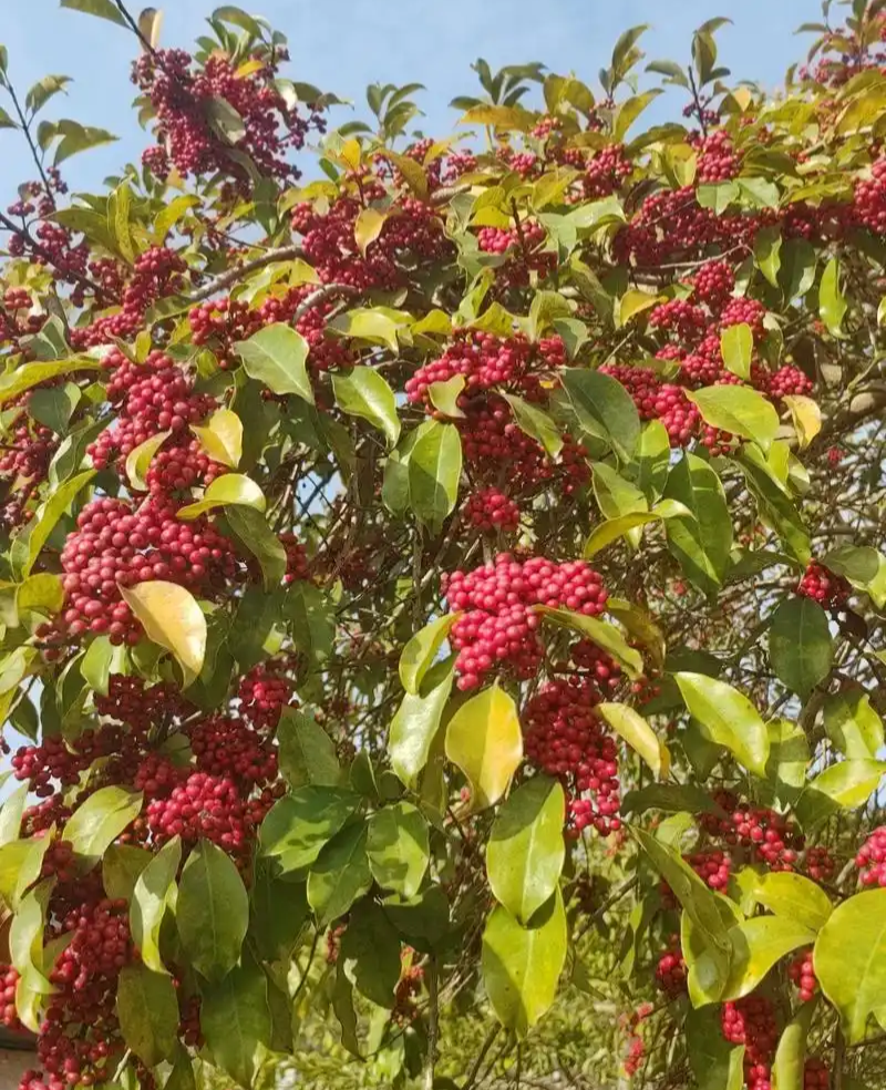 龙胆木种子铁冬青枝救必应熊胆木白沉香白银香多年生草本植物