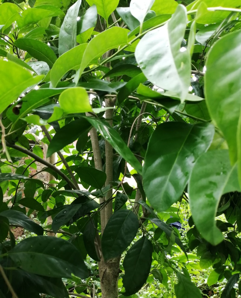 龙胆木种子铁冬青枝救必应熊胆木白沉香白银香多年生草本植物