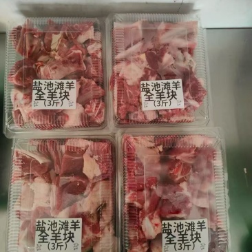盐池滩羊