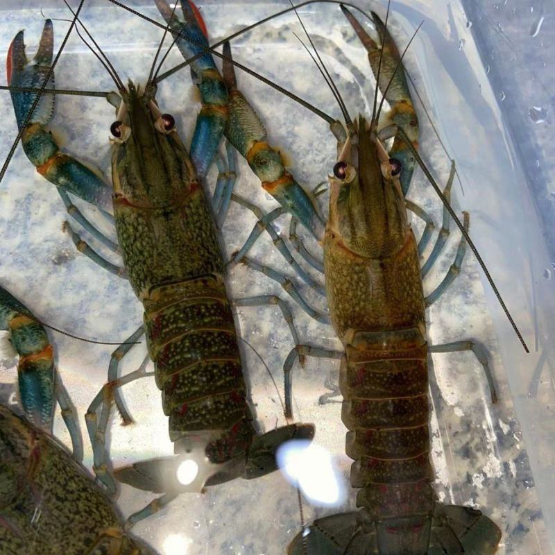 1-2两澳洲蓝龙虾