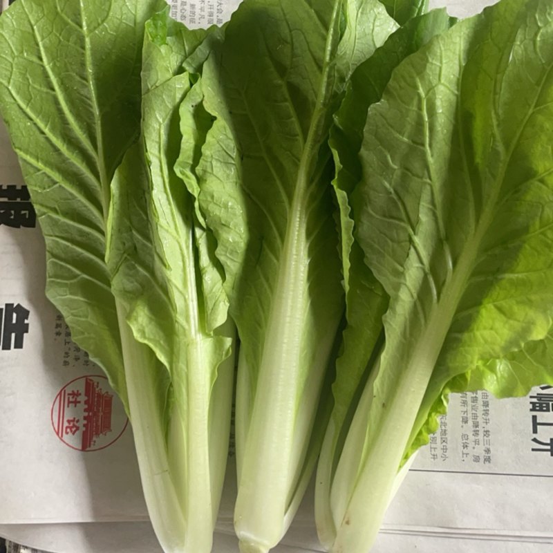 【新鲜现挖】小白菜，山东小白菜，万亩种植基地承接商超批发