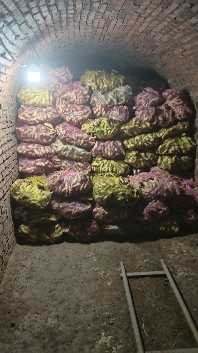 山农一号姜种
