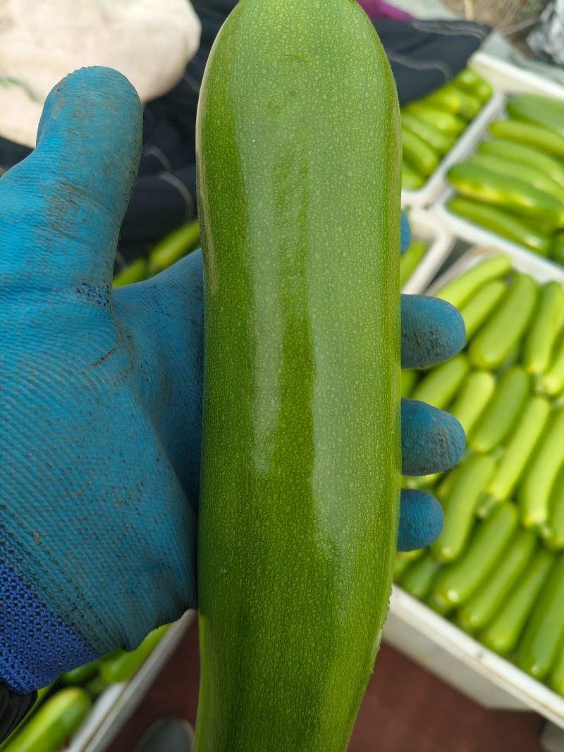 油绿西葫芦大量供应