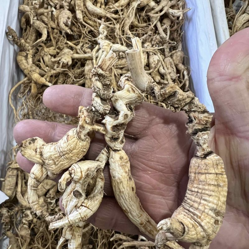 林下参老子货，打粉料，泡酒，煲汤经济实惠