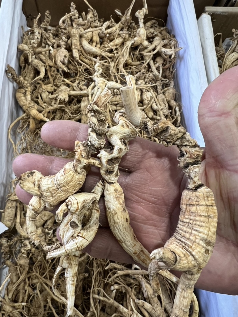 林下参老子货，打粉料，泡酒，煲汤经济实惠